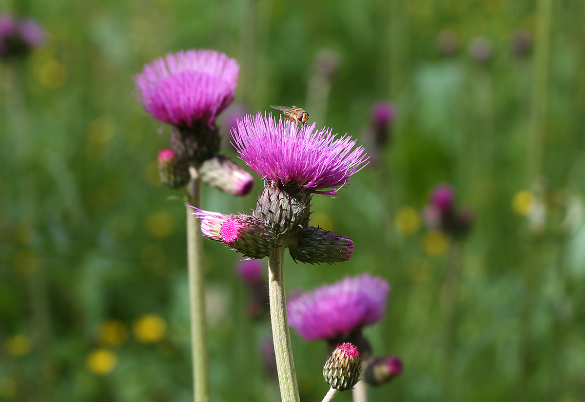 Image of Cirsium rivulare specimen.