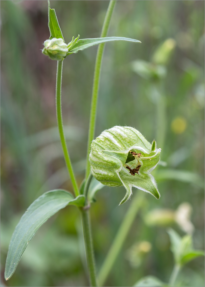 Изображение особи Melandrium latifolium.