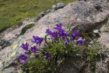 Campanula aucheri. Цветущие растения. Кабардино-Балкария, Эльбрусский р-н, средняя часть долины р. Терскол, открытый участок недалеко от берега реки. 27.08.2009.