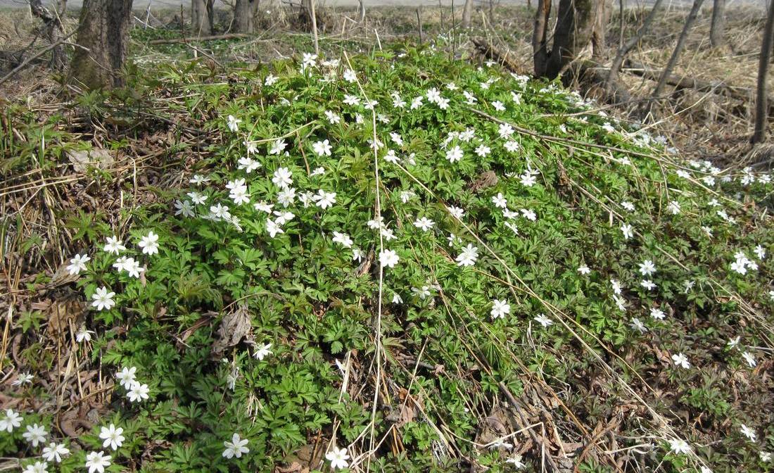 Image of Anemone amurensis ssp. kamtschatica specimen.