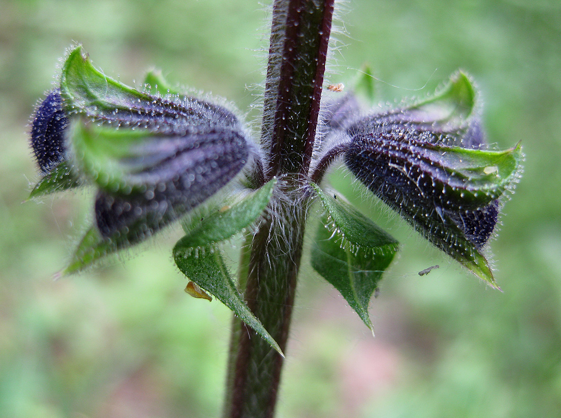 Image of Salvia pratensis specimen.