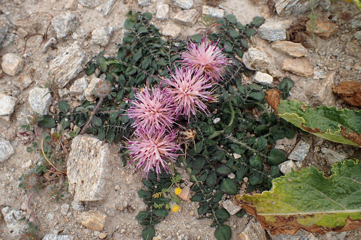 Image of Centaurea raphanina ssp. mixta specimen.