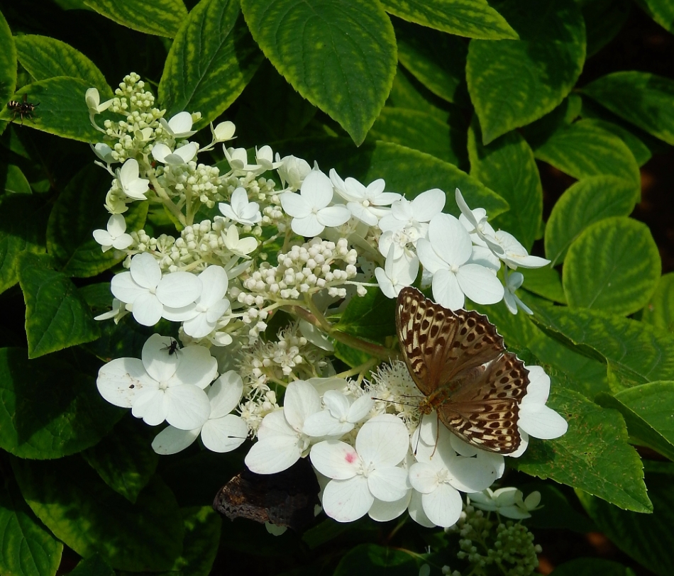 Image of Hydrangea paniculata specimen.