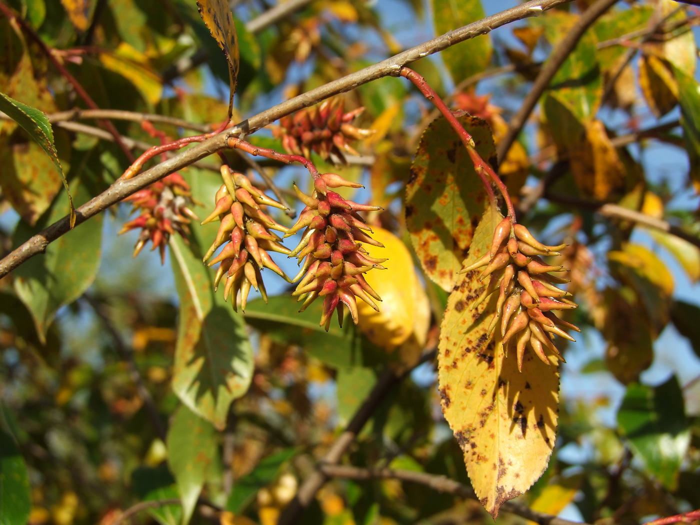 Image of Salix pseudopentandra specimen.