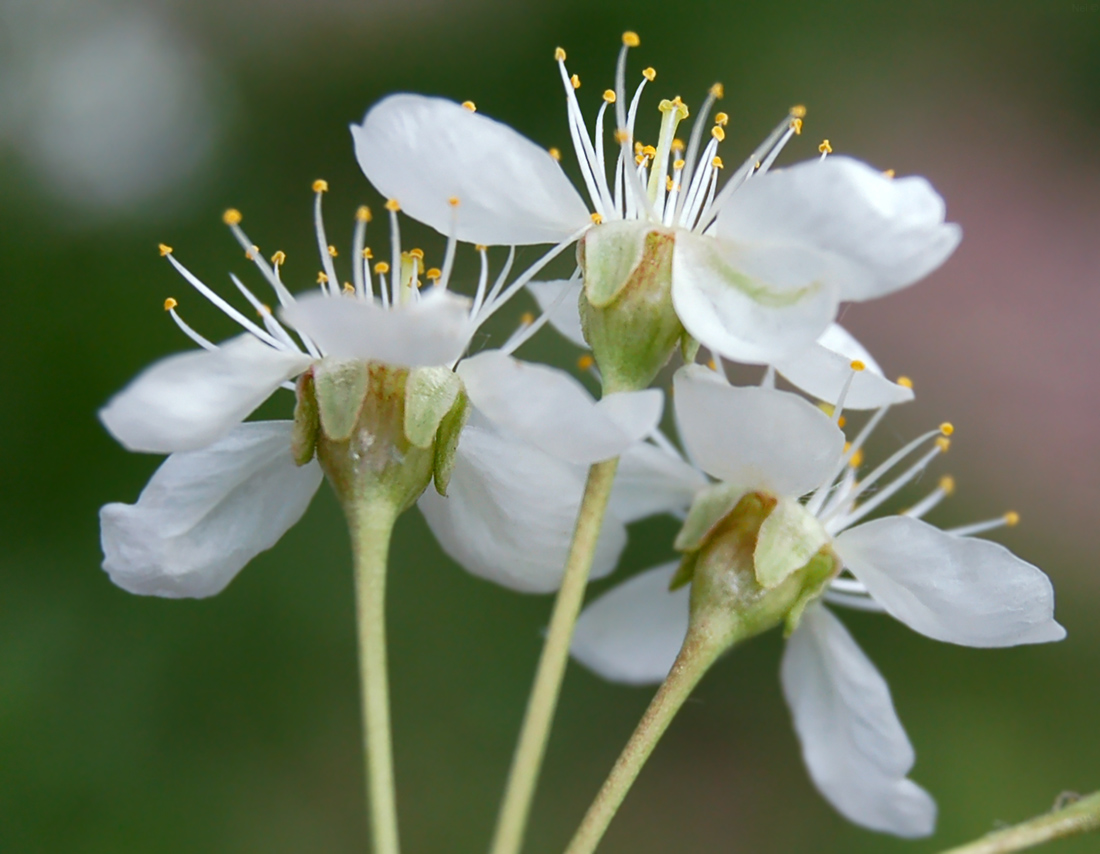 Изображение особи Cerasus vulgaris.