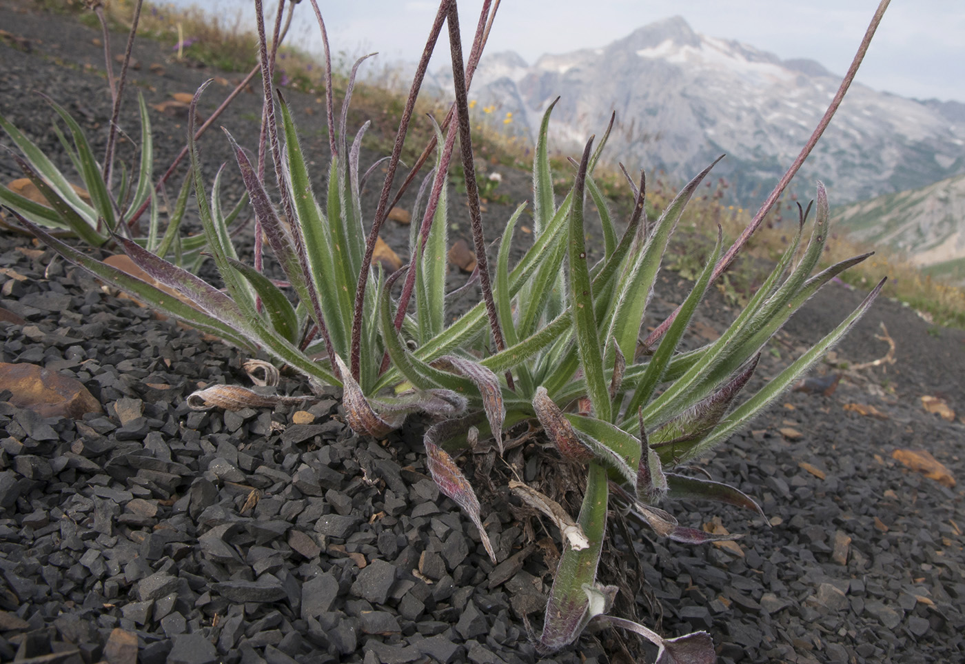 Изображение особи Plantago atrata.