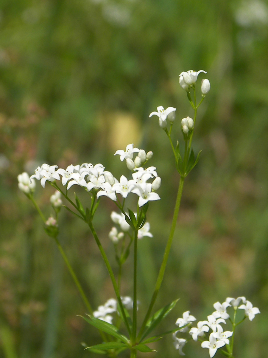 Image of Galium pseudorivale specimen.