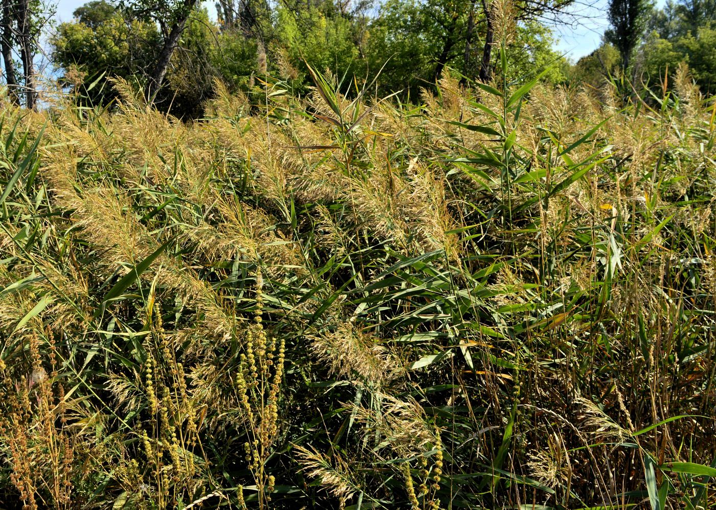 Image of Phragmites altissimus specimen.