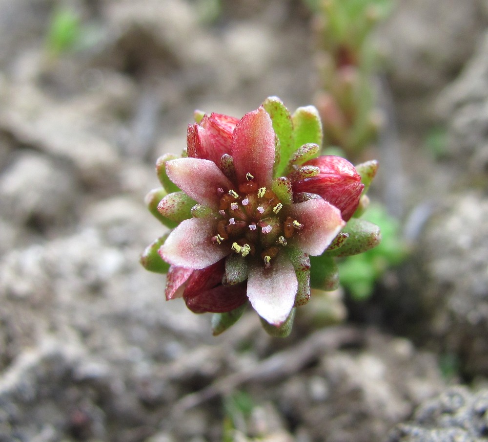 Изображение особи Sedum tenellum.