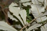 Banksia integrifolia. Часть побега с молодыми листьями (вид с абаксиальной стороны). Израиль, Иудейские горы, г. Иерусалим, ботанический сад университета, в культуре. 23.05.2018.