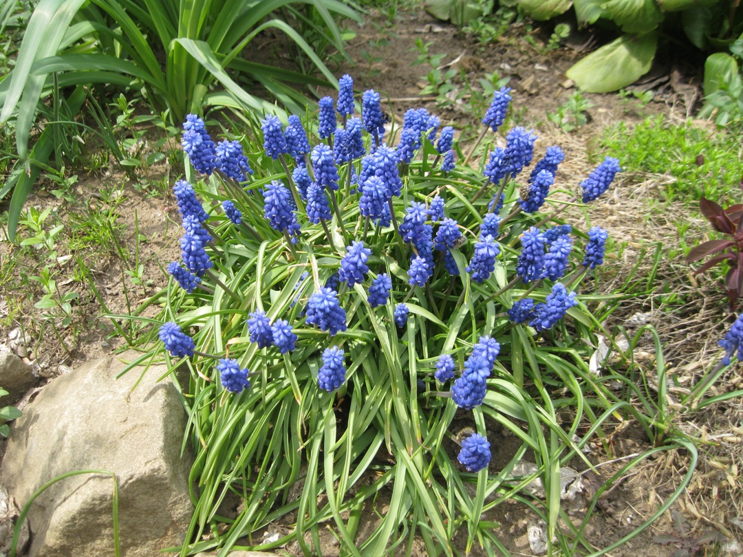 Изображение особи Muscari armeniacum.