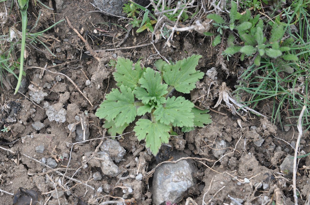 Image of genus Ranunculus specimen.