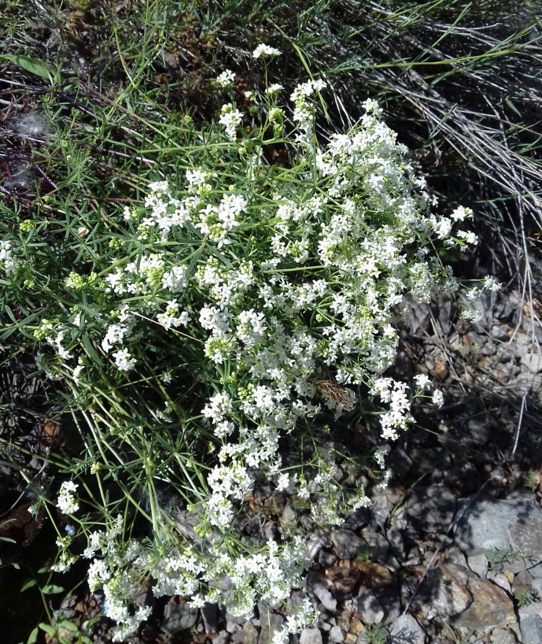 Изображение особи Galium album.