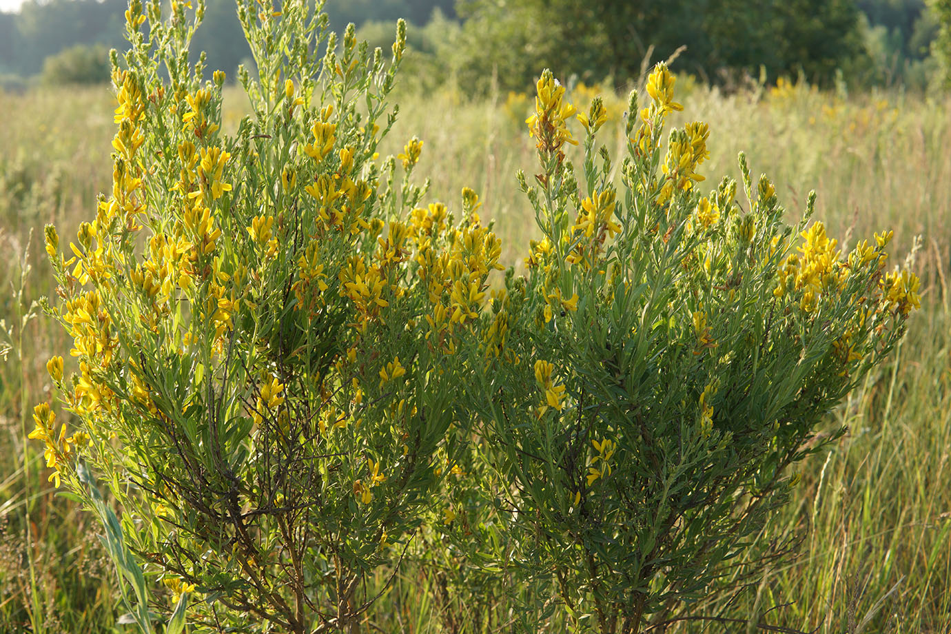 Изображение особи Genista tinctoria.