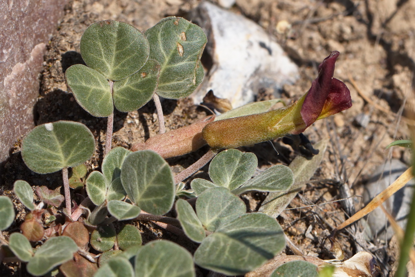 Image of Chesneya ternata specimen.