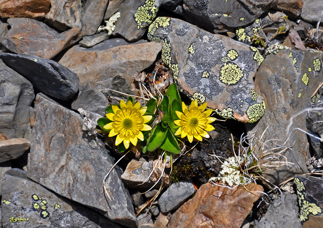 Image of Oxygraphis glacialis specimen.