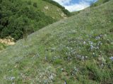 Linum nervosum. Аспект цветущих растений. Кабардино-Балкария, Эльбрусский р-н, окр. г. Тырныауз, долина р. Кумыксу, ок. 1500 м н.у.м., луг на склоне. 04.07.2019.