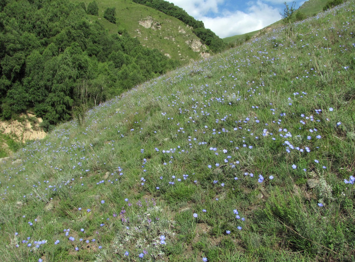 Image of Linum nervosum specimen.