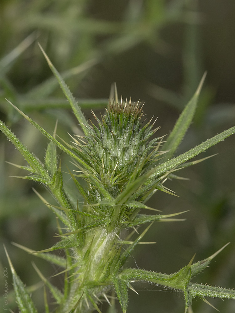 Image of Cirsium serrulatum specimen.