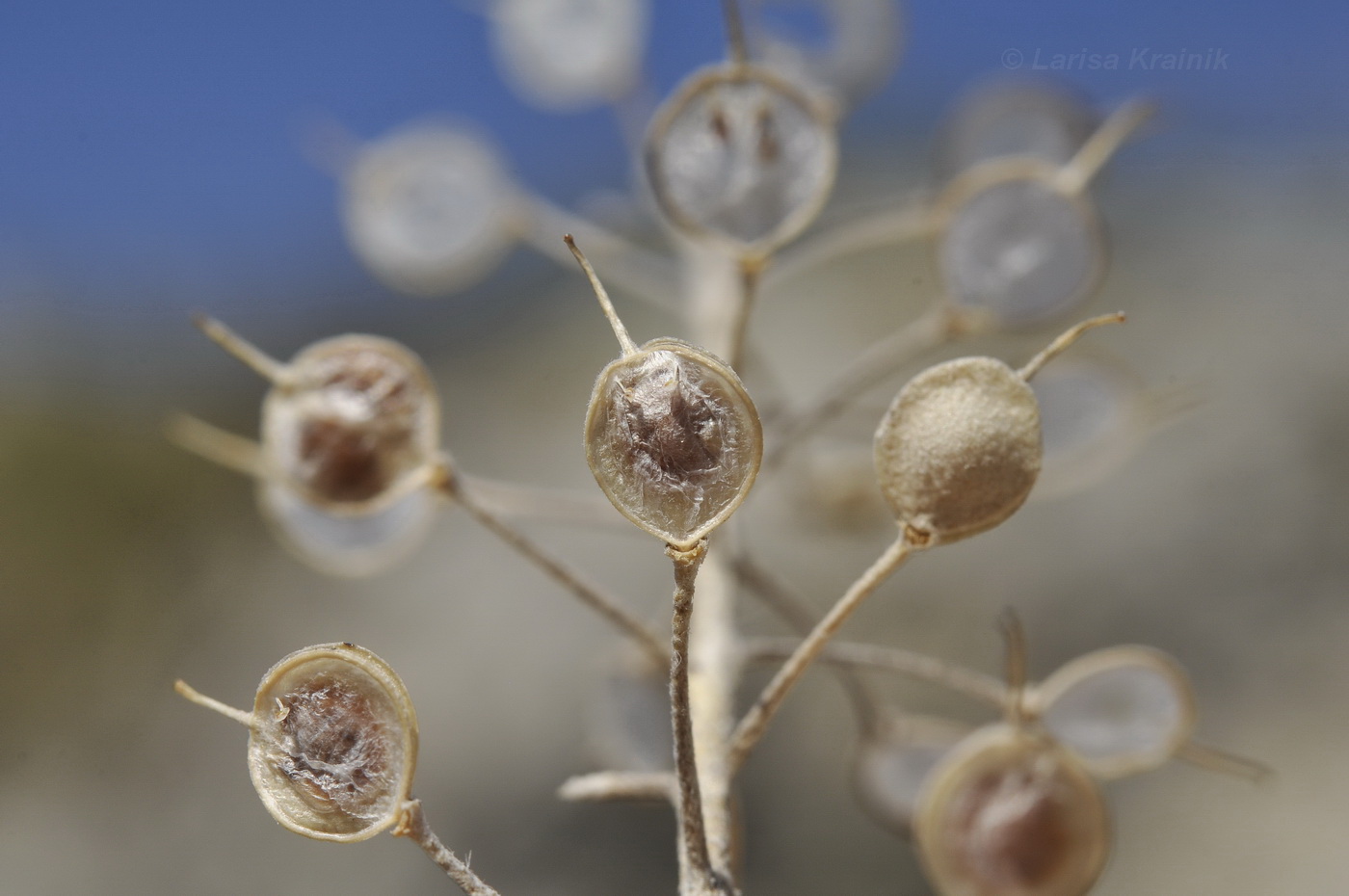 Image of Odontarrhena obtusifolia specimen.