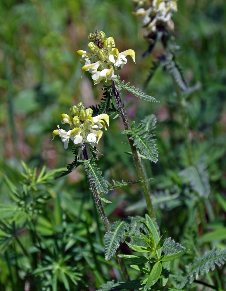 Изображение особи Pedicularis compacta.