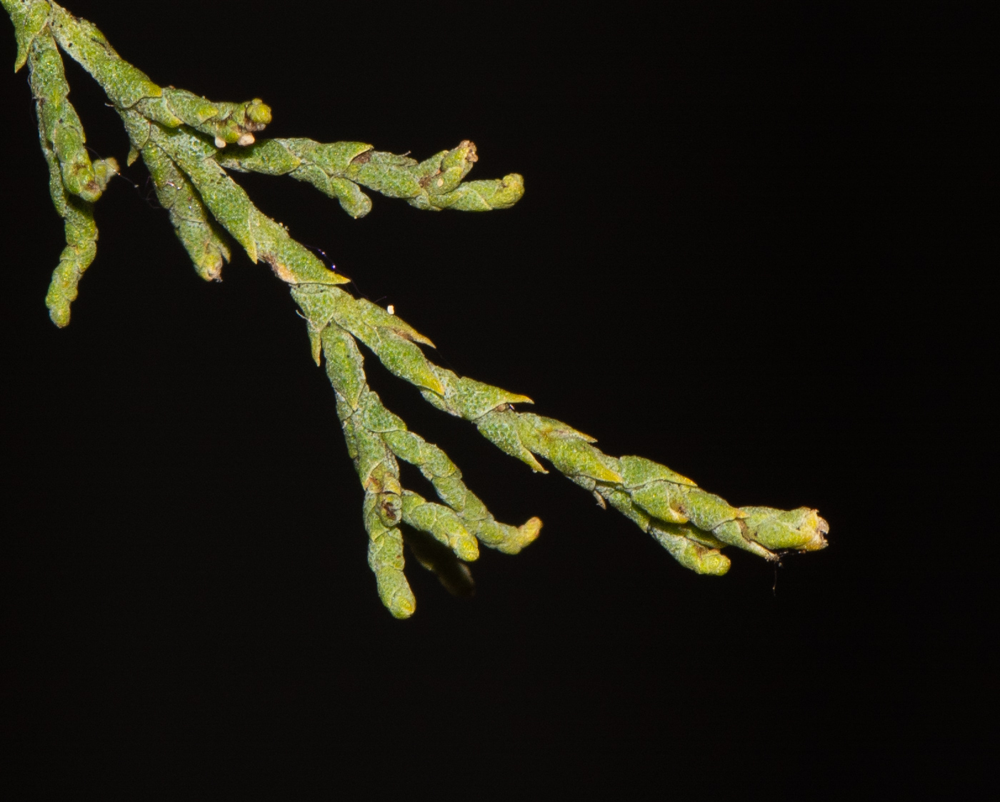 Image of Tamarix canariensis specimen.