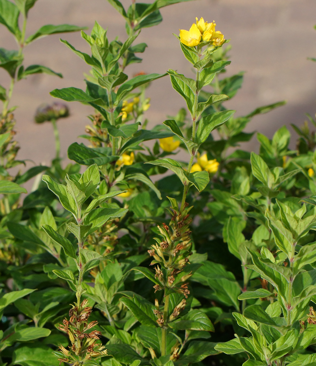 Image of Lysimachia punctata specimen.