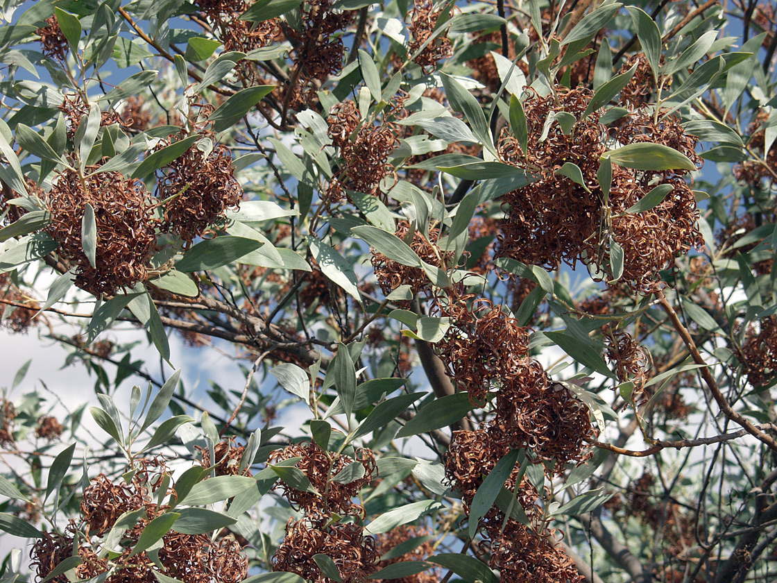 Image of genus Acacia specimen.