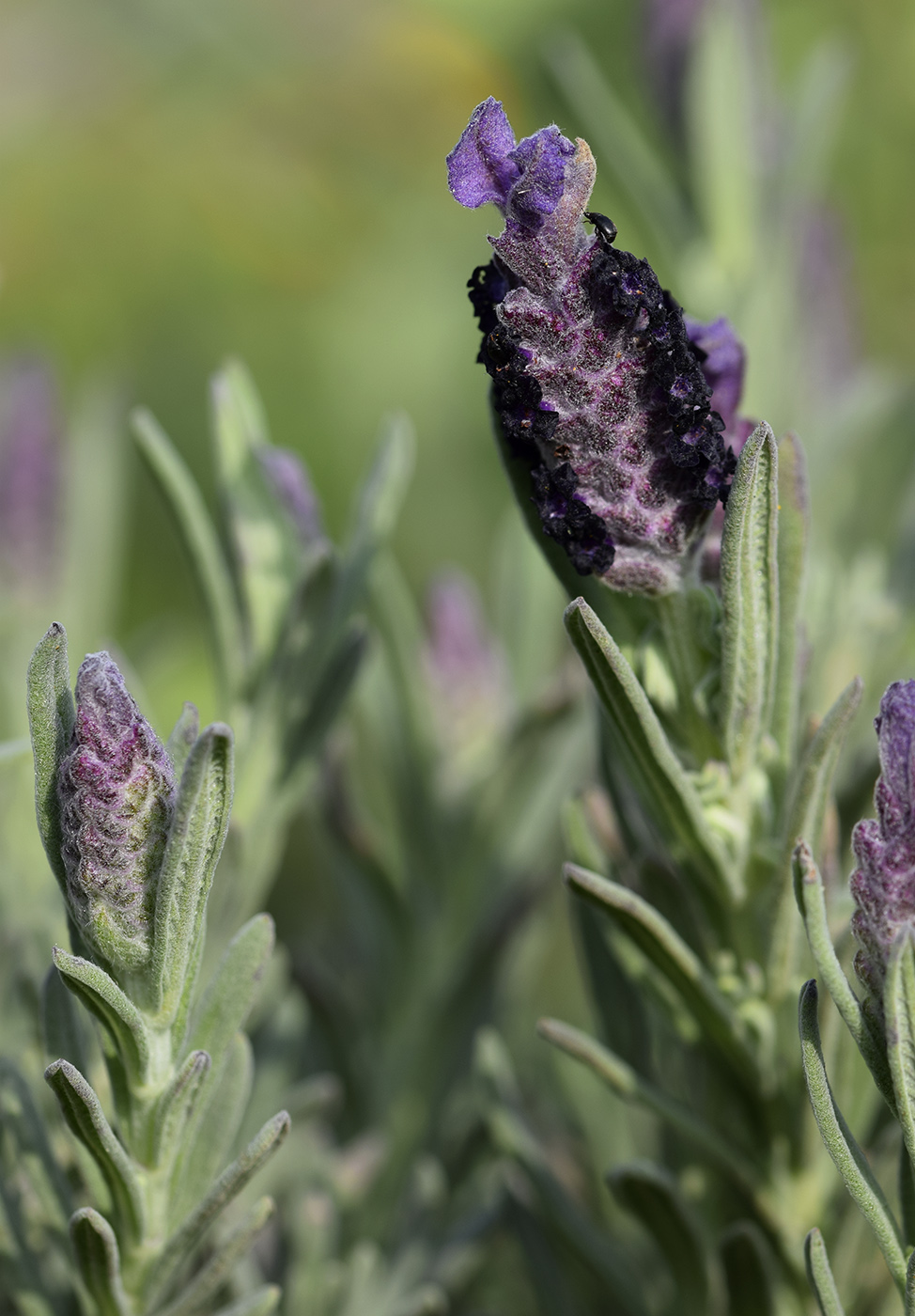 Image of Lavandula stoechas specimen.