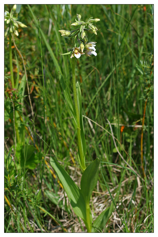 Image of Epipactis palustris specimen.