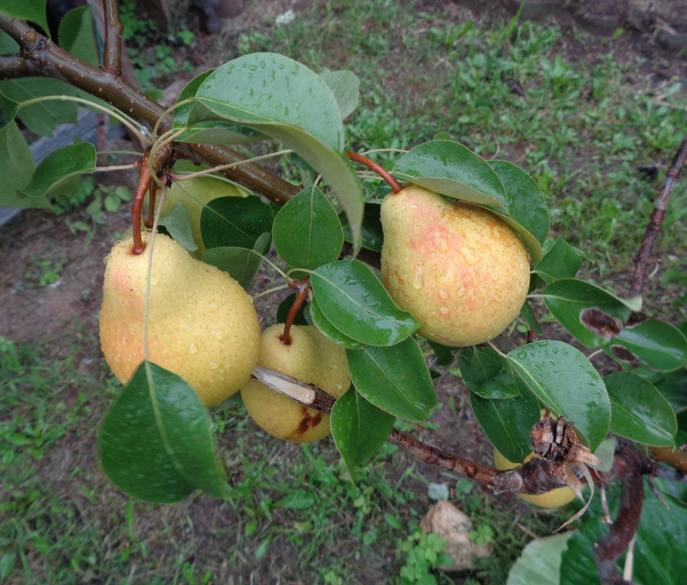 Изображение особи Pyrus communis.