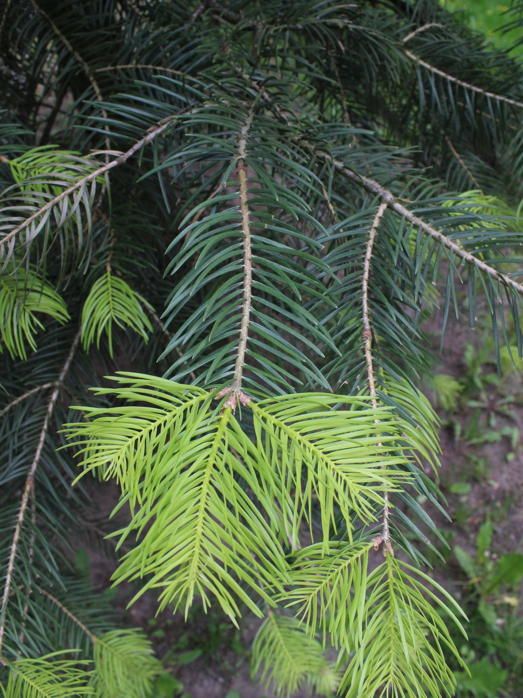 Image of genus Abies specimen.