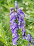 Aconitum cymbulatum. Соцветие. Карачаево-Черкессия, Домбай, гора Мусса-Ачитара, 2600 м н.у.м. 22.07.2010.