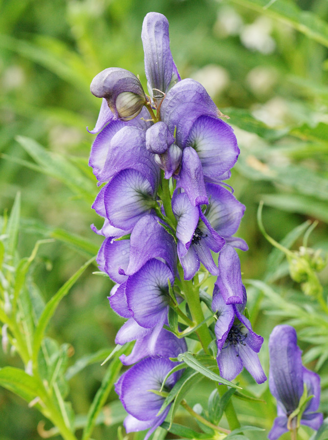 Image of Aconitum cymbulatum specimen.