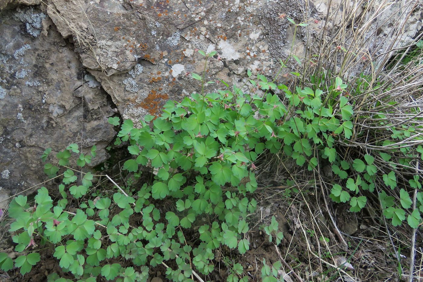 Image of Thalictrum sultanabadense specimen.