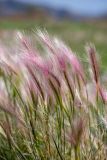 Hordeum jubatum