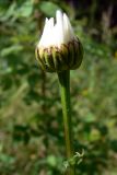 Leucanthemum vulgare. Распускающееся соцветие. Свердловская обл., окр. г. Североуральск, опушка сосново-елового леса. 26.06.2010.