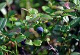 Vaccinium myrtillus. Верхушка веточки с плодами. Смоленская обл., Демидовский р-н, национальный парк \"Смоленское Поозерье\", побережье оз. Сапшо, хвойный лес. 15.08.2020.