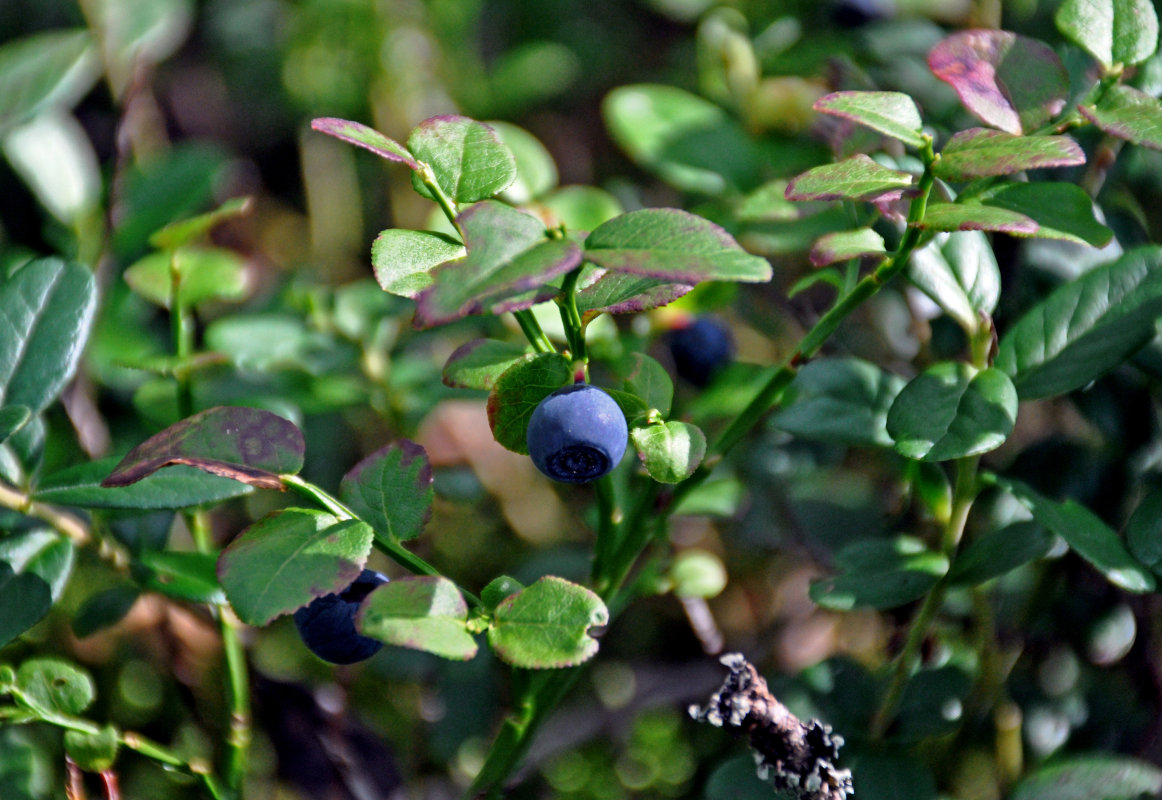 Изображение особи Vaccinium myrtillus.