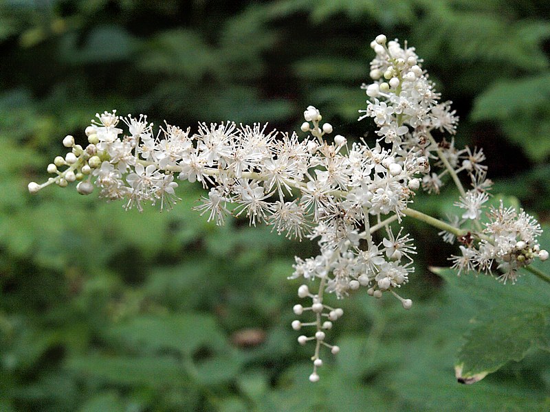 Image of Cimicifuga dahurica specimen.