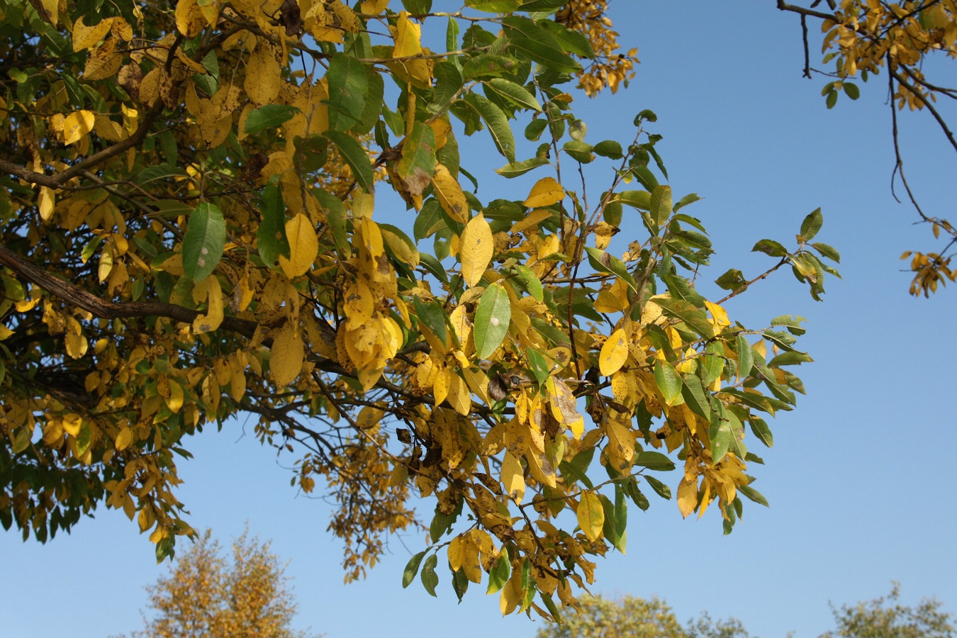 Image of Salix caprea specimen.