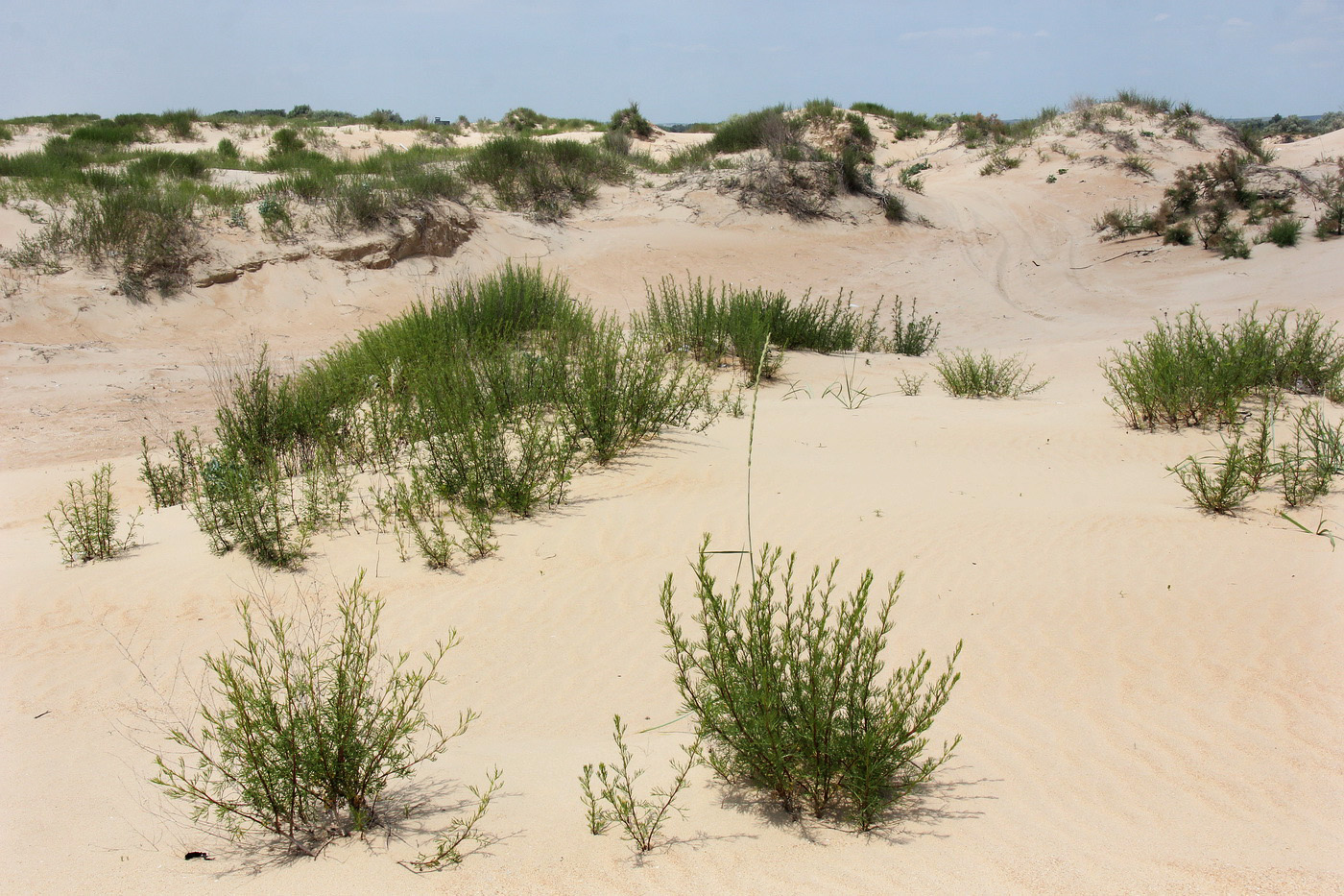 Изображение особи Artemisia arenaria.