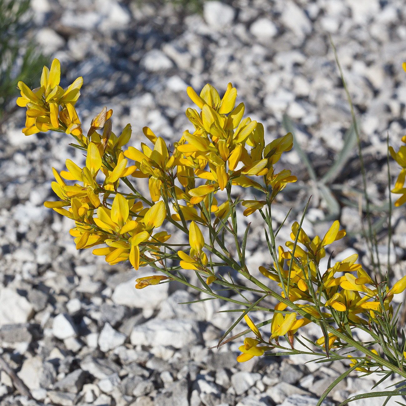 Image of Genista tinctoria specimen.