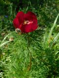 Paeonia tenuifolia