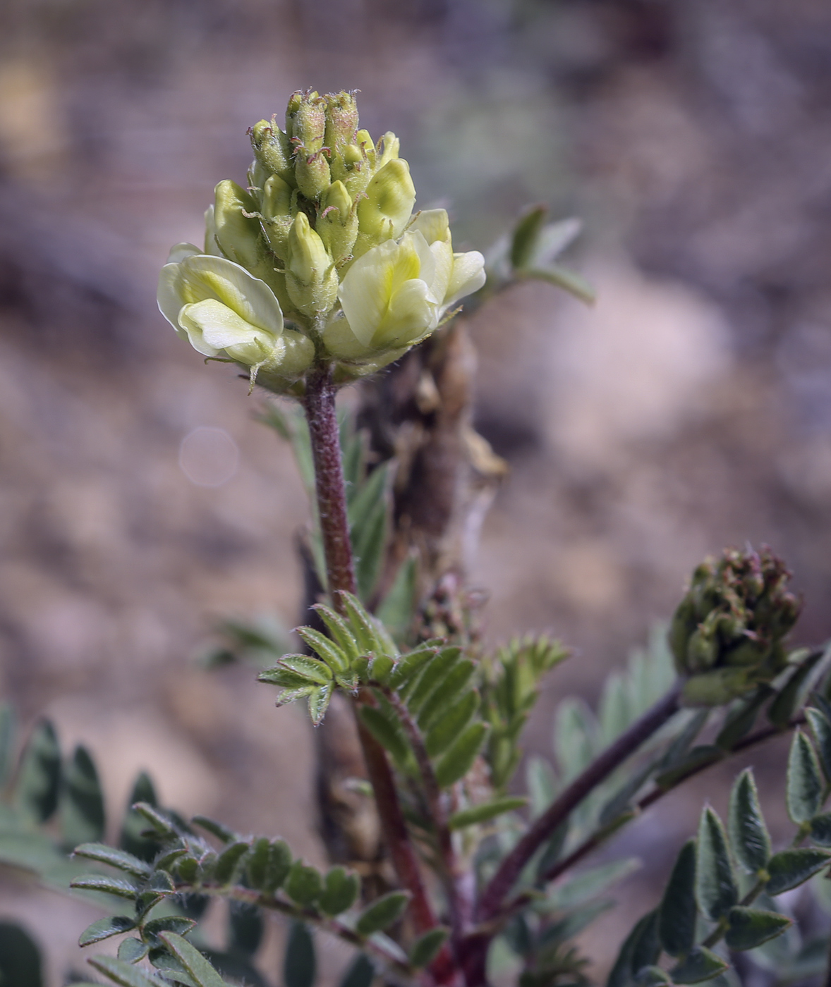 Изображение особи Oxytropis pilosa.