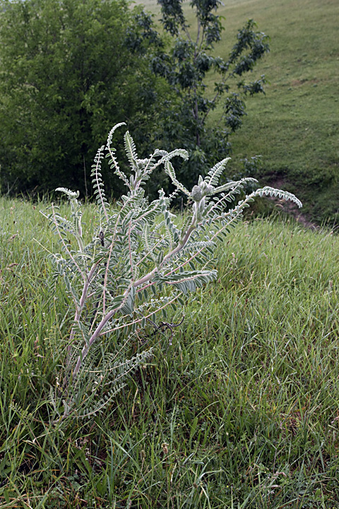 Изображение особи Astragalus alopecias.