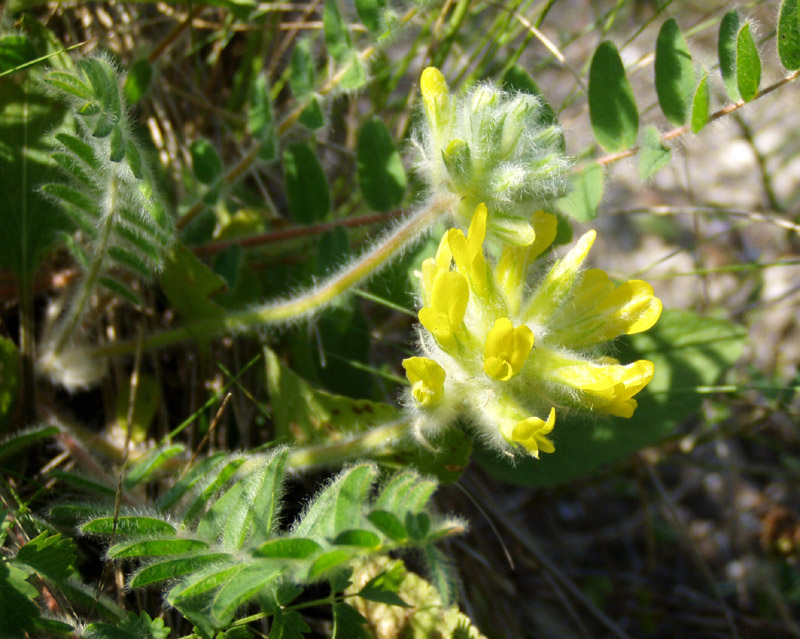 Image of Astragalus dasyanthus specimen.