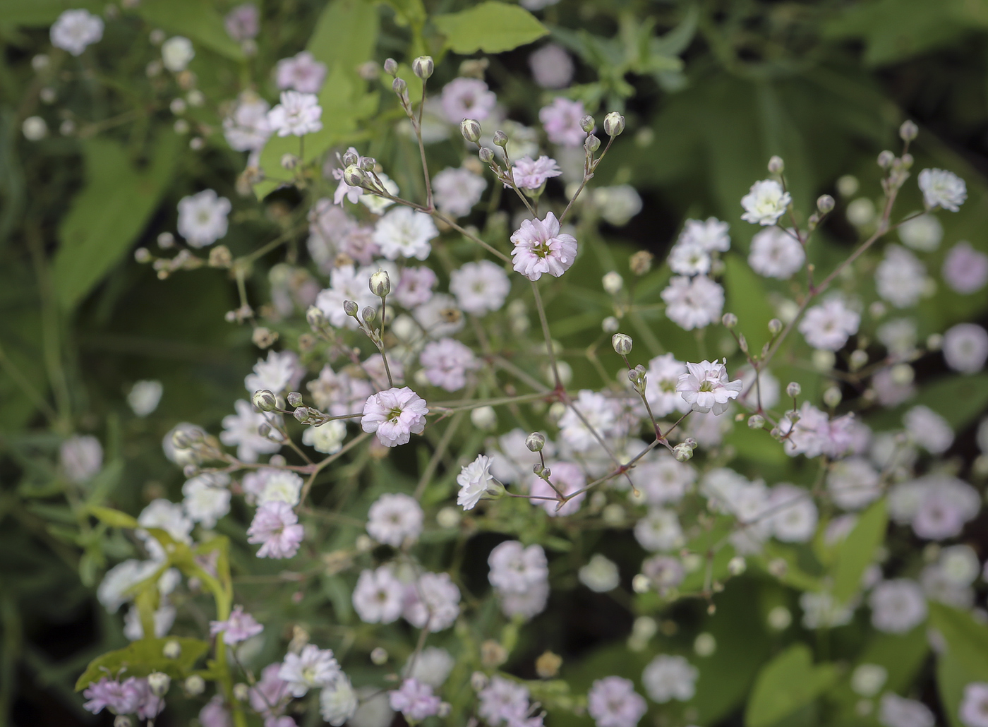 Image of Gypsophila elegans specimen.