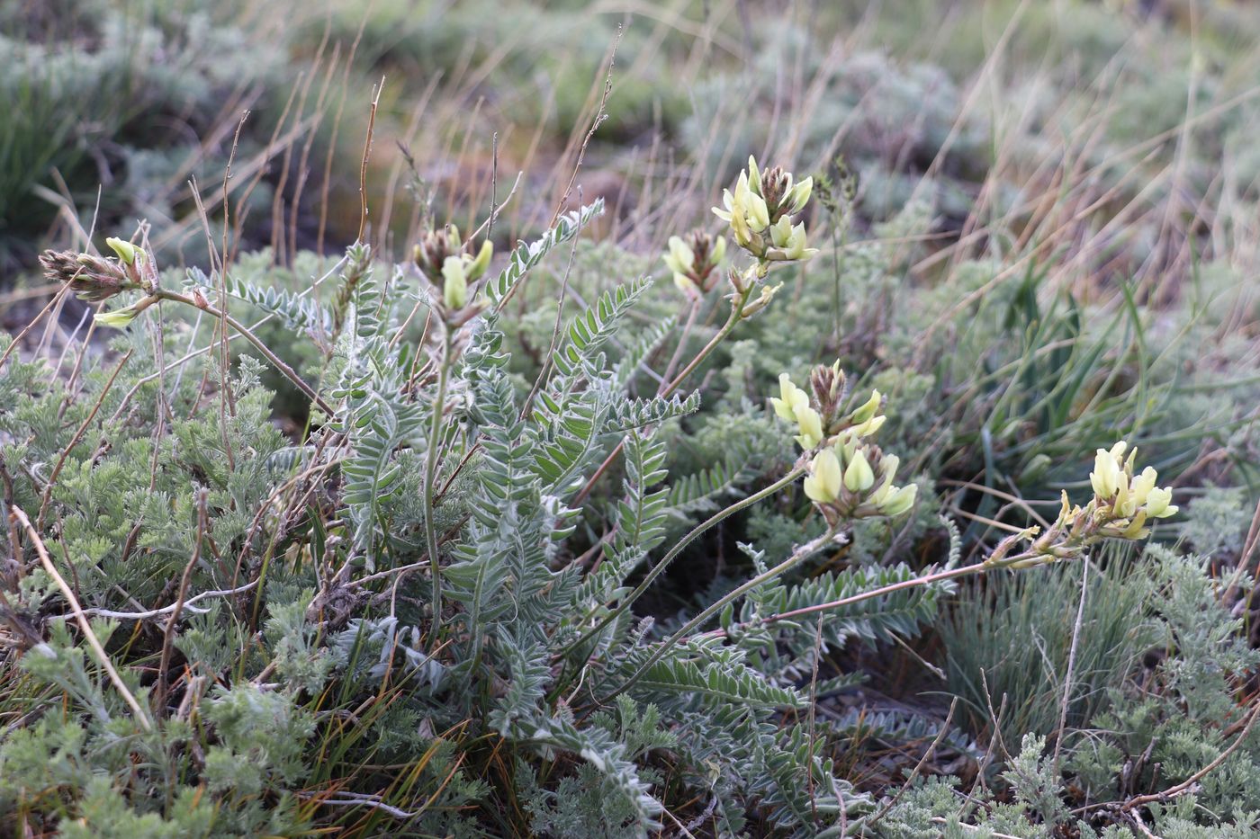 Image of Oxytropis macrocarpa specimen.