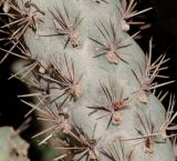 Cylindropuntia cholla. Фрагмент поверхности побега. Израиль, Шарон, г. Тель-Авив, ботанический сад \"Сад кактусов\". 29.08.2019.